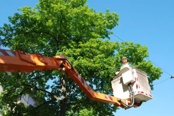 Tree trimming