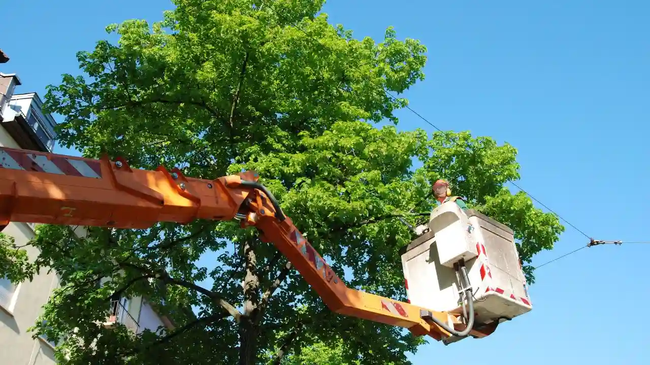 Tree trimming