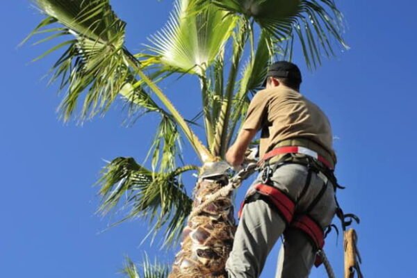 Palm Tree Removal