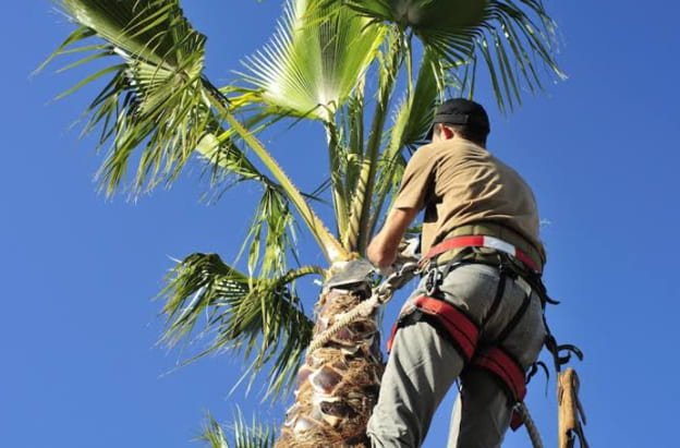 Palm Tree Removal